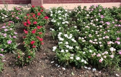 拔綠在花卉上的處理案例